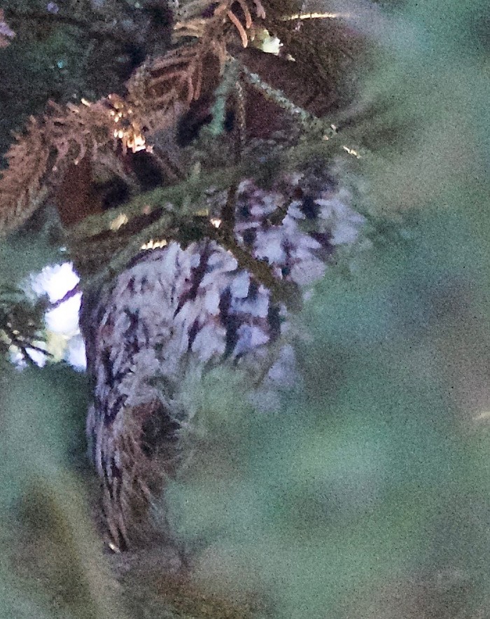 Tawny Owl