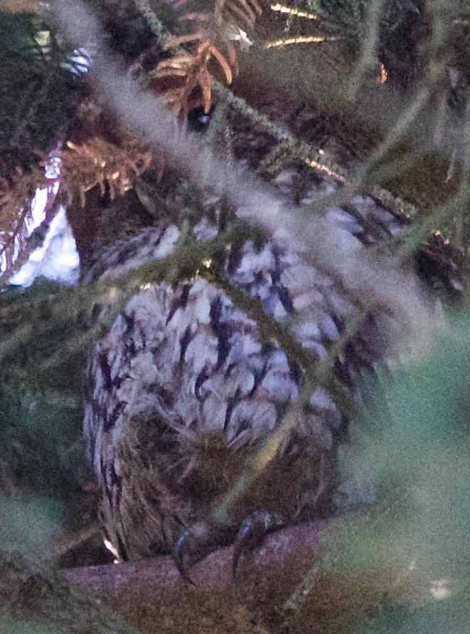 Tawny Owl
