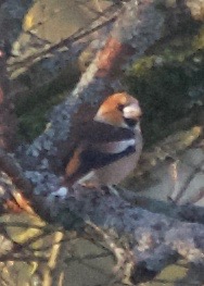 Hawfinch