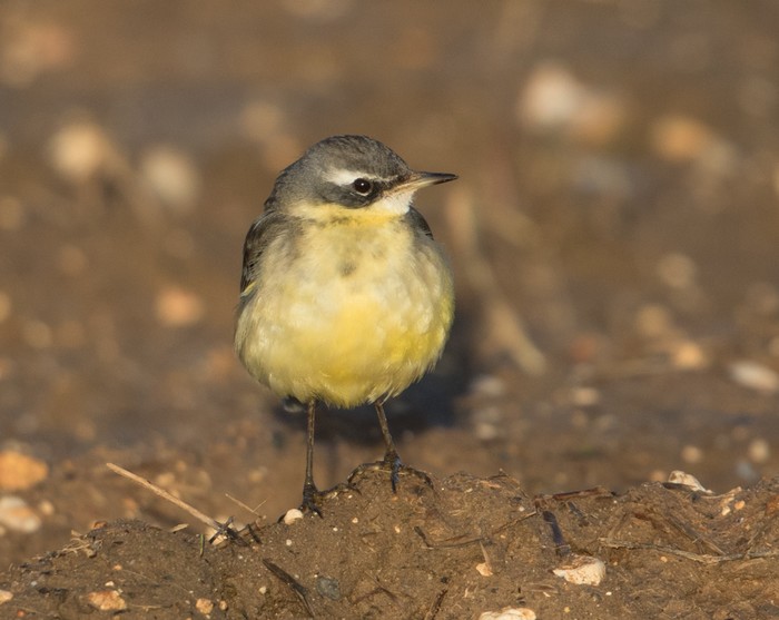 Blue-headed Eastern Yellow Wagtail