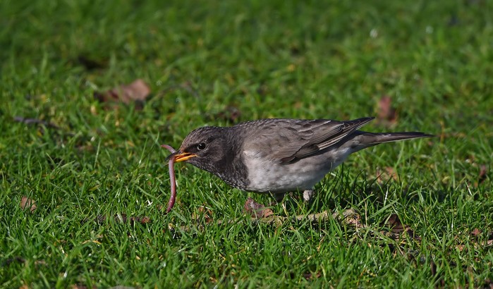 Black-throated Thrush