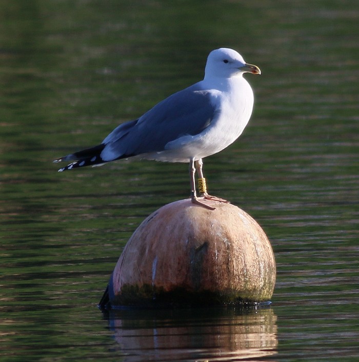 Caspian Gull