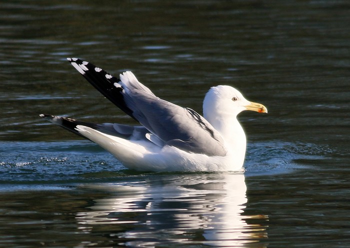 Caspian Gull