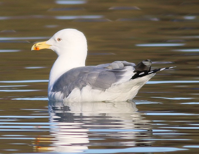 Caspian Gull