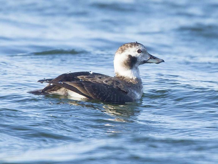 Long-tailed Duck