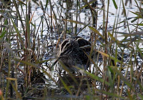 Jack Snipe