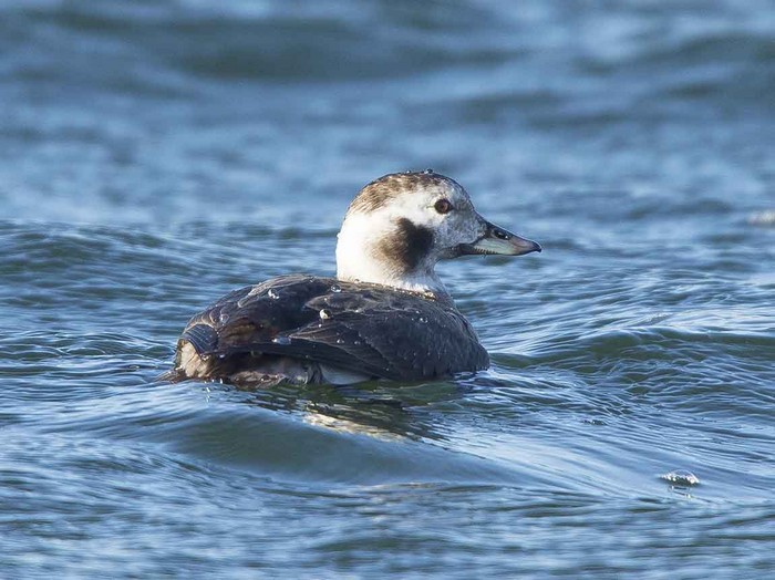 Long-tailed Duck