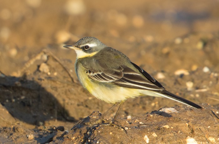 Blue-headed Eastern Yellow Wagtail