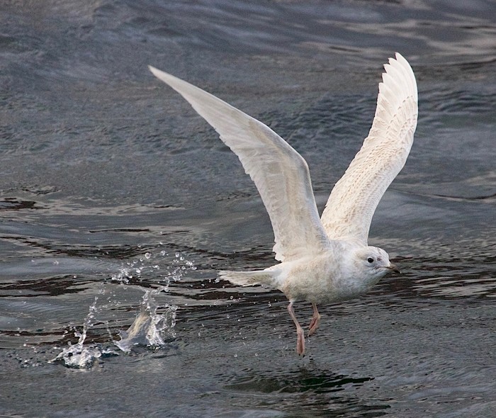 Iceland Gull