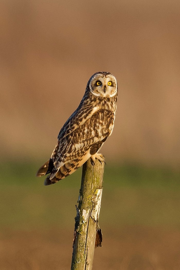 Short-eared Owl