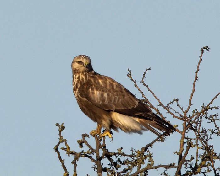 Rough-legged Buzzard