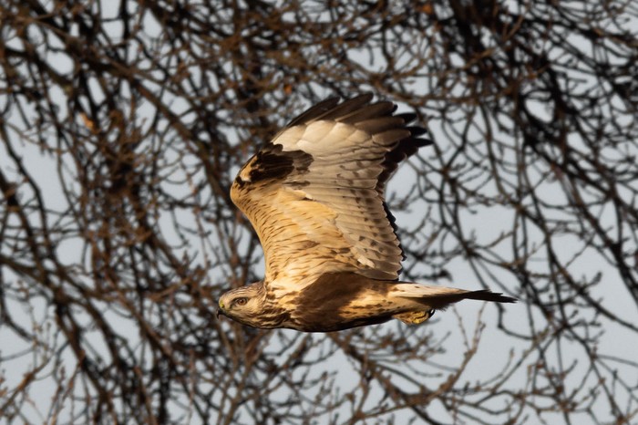 Rough-legged Buzzard