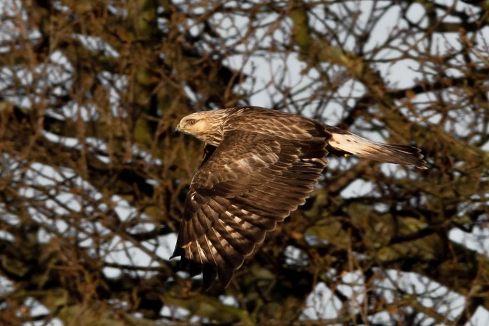 Rough-legged Buzzard