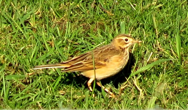 Richard's Pipit