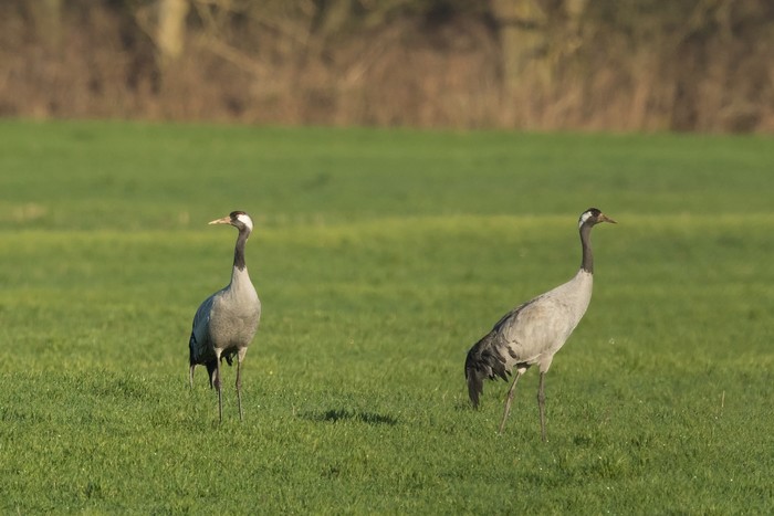 Common Crane