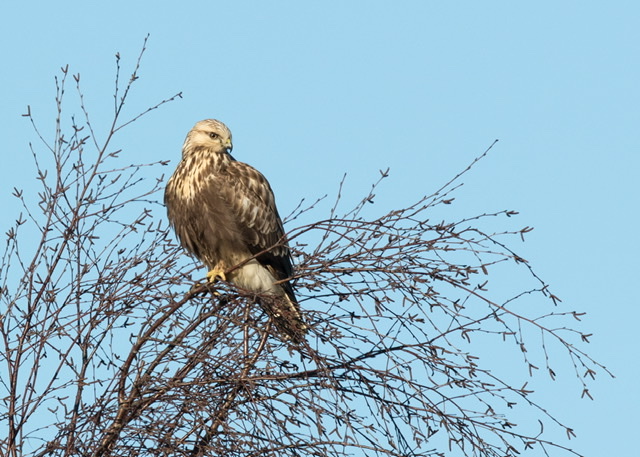 Rough-legged Buzzard
