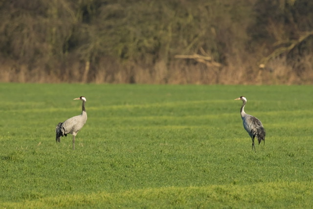 Common Crane