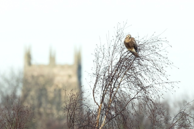 Rough-legged Buzzard