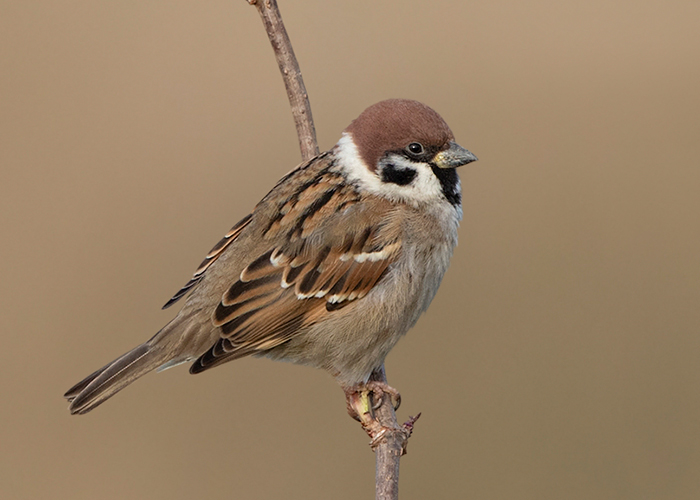 Tree Sparrow