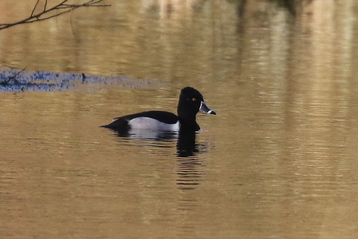 Ring-necked Duck