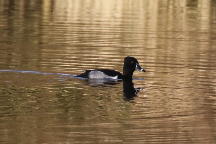 Ring-necked Duck