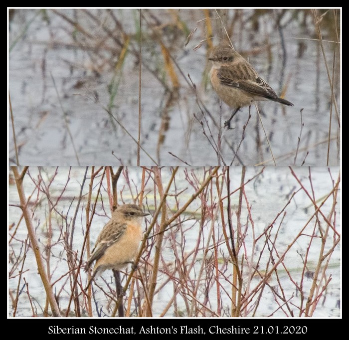 West Siberian Stonechat