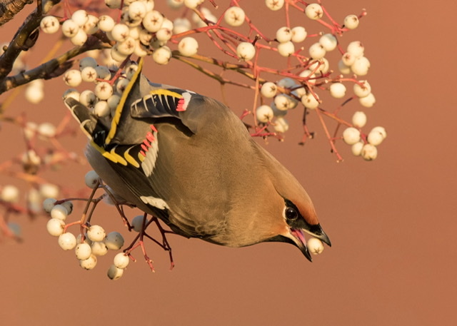 Waxwing