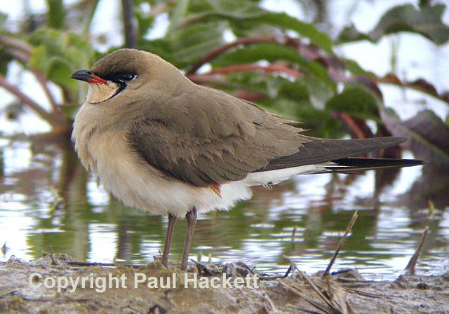 Oriental Pratincole