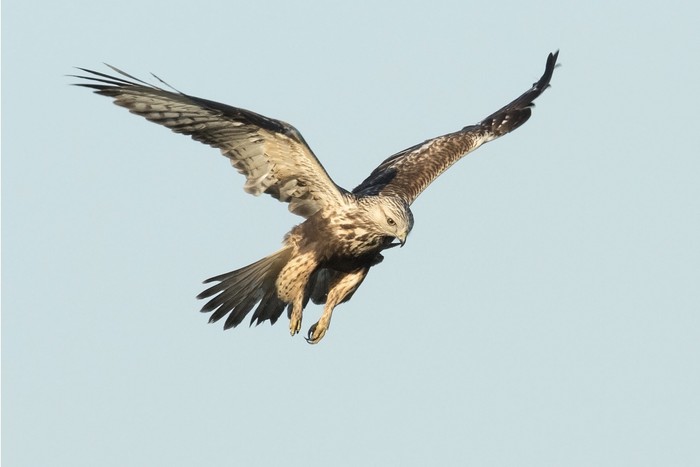 Rough-legged Buzzard