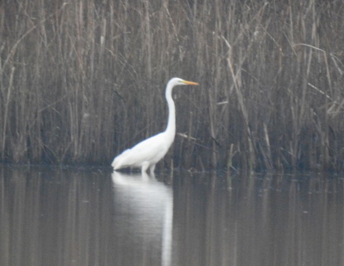 Great White Egret
