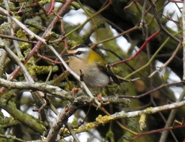 Firecrest