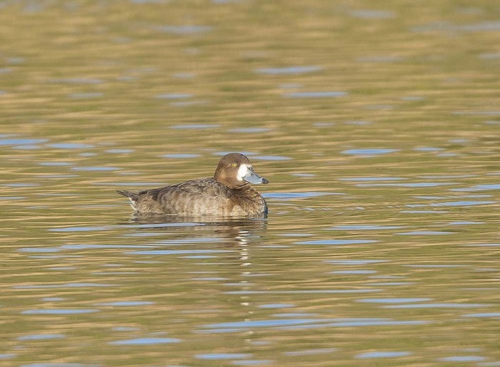 Scaup