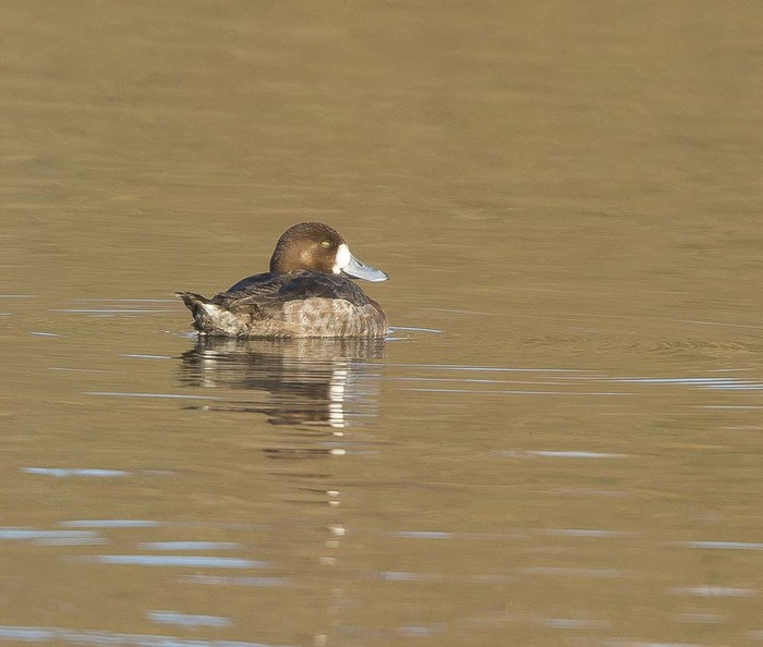 Scaup