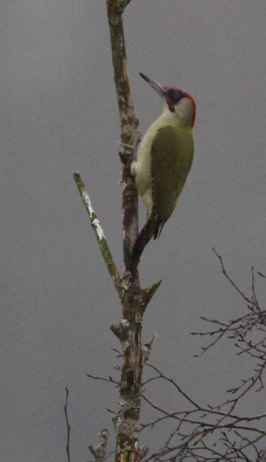 Green Woodpecker