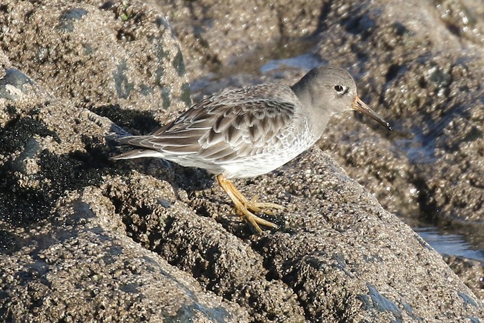 Purple Sandpiper