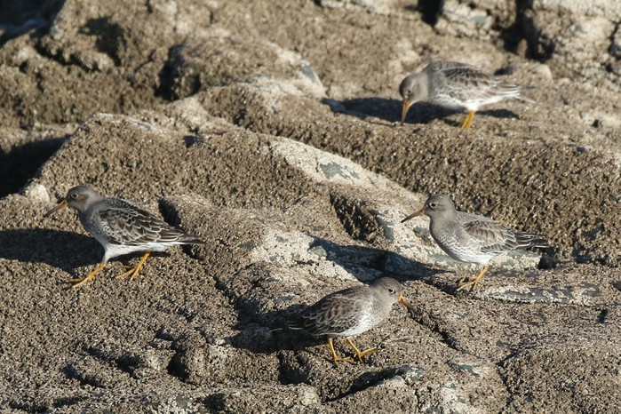 Purple Sandpiper