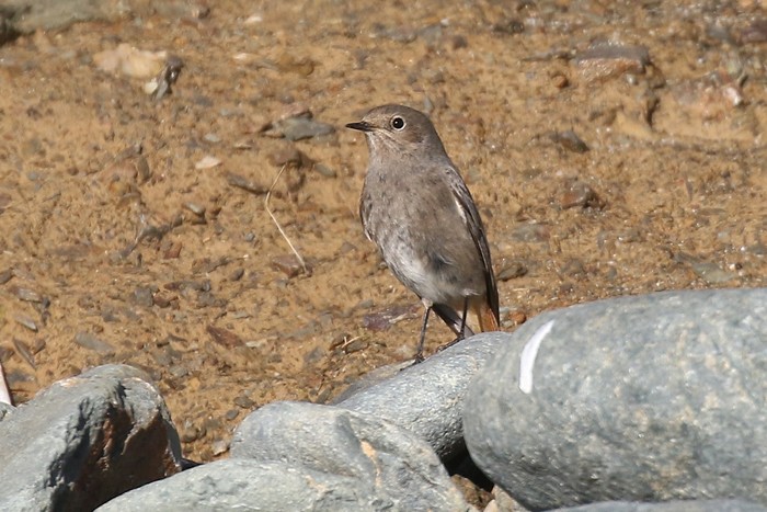 Black Redstart