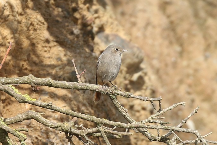 Black Redstart
