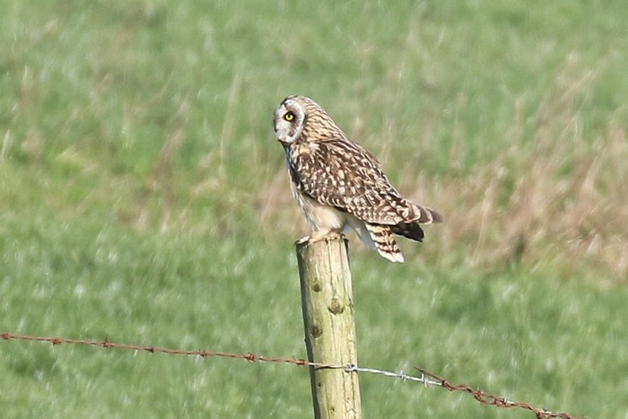 Short-eared Owl