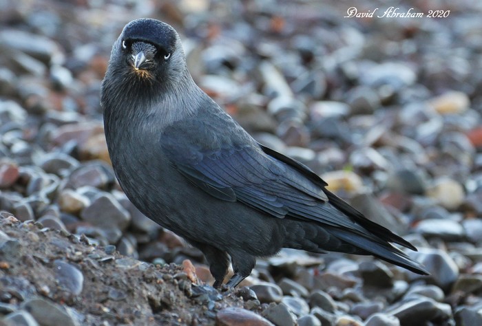 Jackdaw