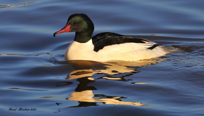 Goosander