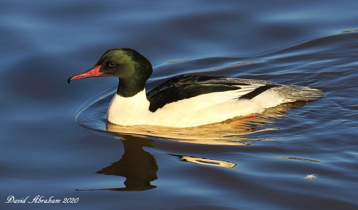 Goosander