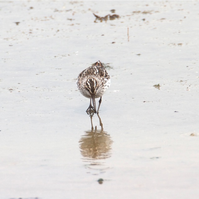 Broad-billed Sandpiper