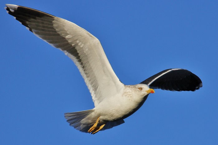 Lesser Black-backed Gull
