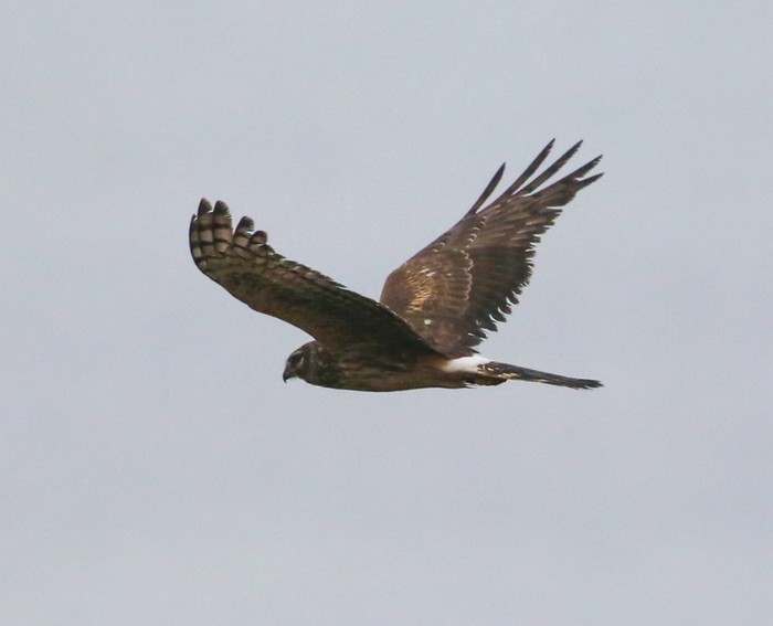 Hen Harrier