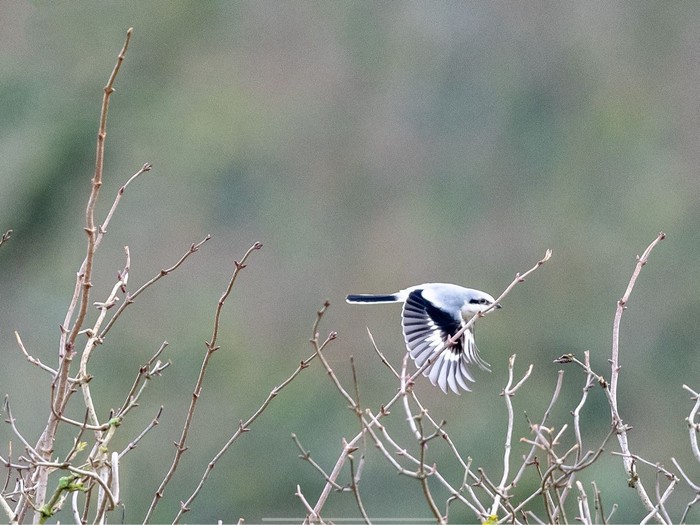 Great Grey Shrike