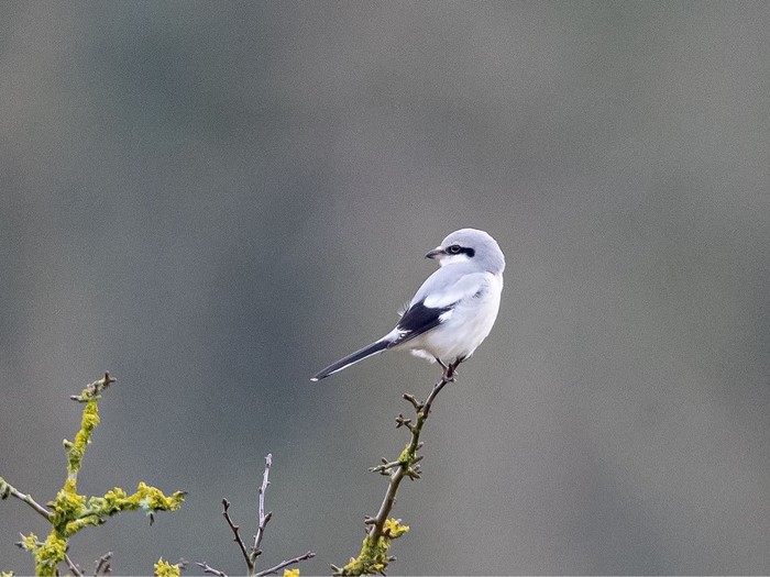 Great Grey Shrike