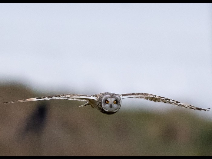 Short-eared Owl
