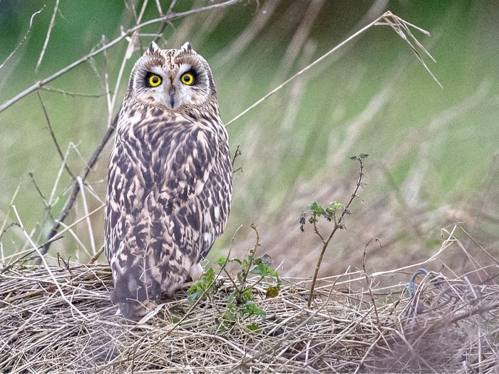 Short-eared Owl