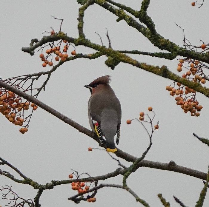 Waxwing
